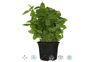Basil Plant